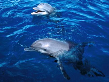 le dauphin